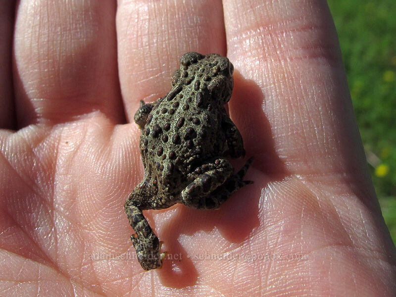 western toad (Anaxyrus boreas (Bufo boreas)) [Hand Lake Trailhead, Willamette National Forest, Lane County, Oregon]