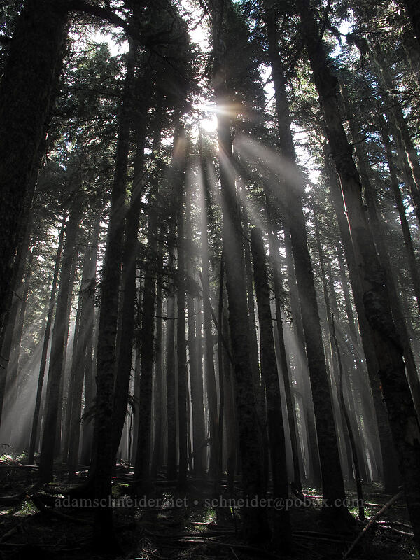 sunlight through fog [Bald Mountain, Mt. Hood National Forest, Clackamas County, Oregon]