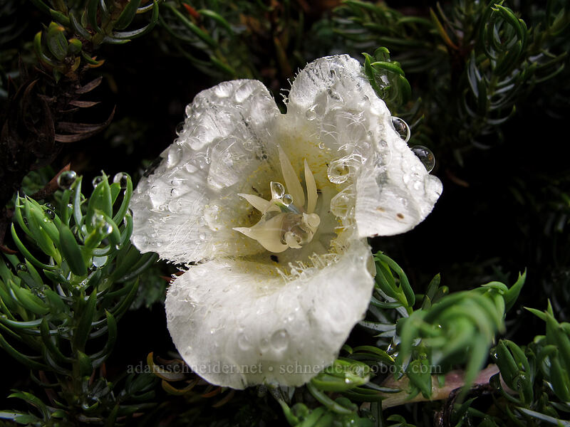 subalpine mariposa lily (Calochortus subalpinus) [Bald Mountain, Mt. Hood Wilderness, Clackamas County, Oregon]