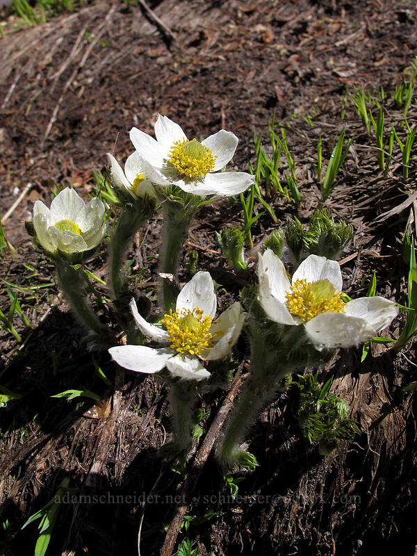 western pasqueflowers (Anemone occidentalis (Pulsatilla occidentalis)) [McNeil Point Scramble Trail, Mt. Hood Wilderness, Hood River County, Oregon]