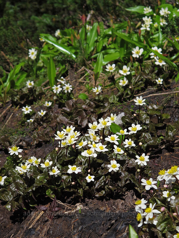 white marsh-mariglods (Caltha biflora (Caltha leptosepala var. biflora)) [Timberline Trail, Mt. Hood Wilderness, Hood River County, Oregon]