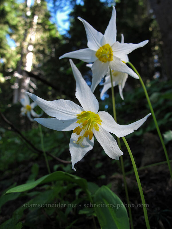 avalanche lilies (Erythronium montanum) [Timberline Trail, Mt. Hood Wilderness, Hood River County, Oregon]