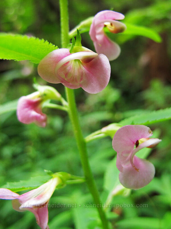 sickletop lousewort (Pedicularis racemosa) [Grouse Vista Trail, Yacolt Burn State Forest, Clark County, Washington]