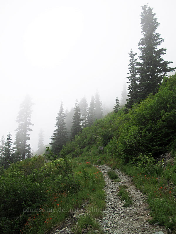 trail into the clouds [Silver Star Mountain Trail, Gifford Pinchot Nat'l Forest, Skamania County, Washington]