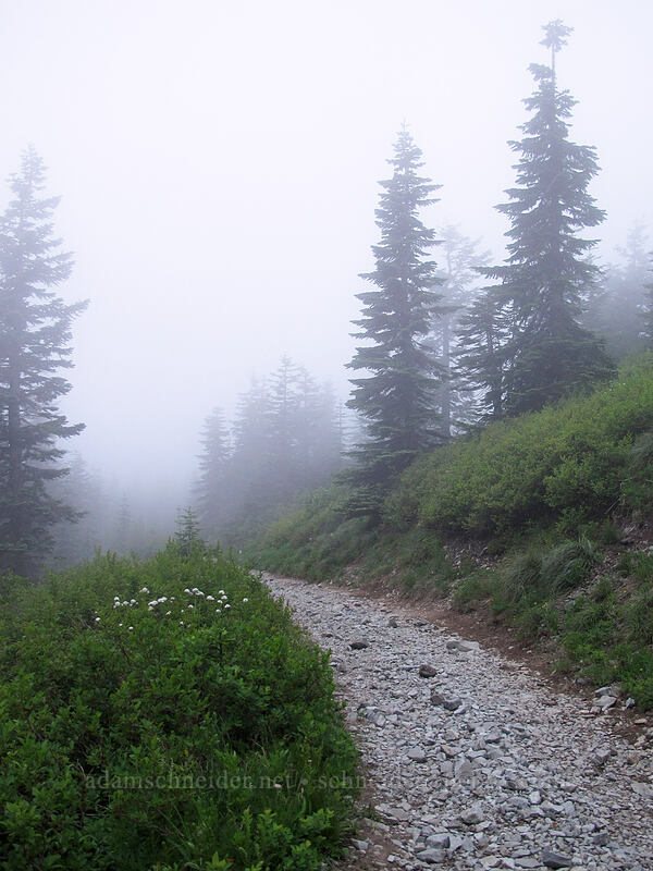 cloudy trail [Silver Star Mountain Trail, Gifford Pinchot Nat'l Forest, Skamania County, Washington]