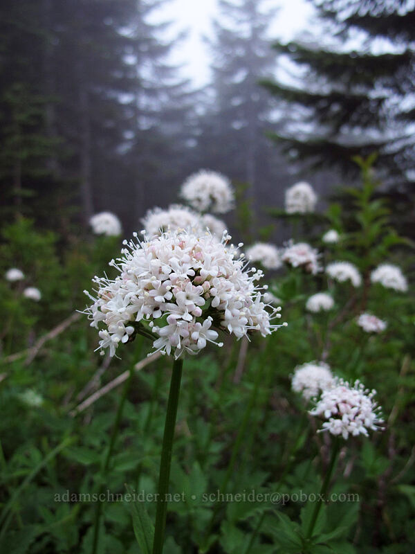 Sitka valerian (Valeriana sitchensis) [Silver Star Mountain Trail, Gifford Pinchot Nat'l Forest, Skamania County, Washington]