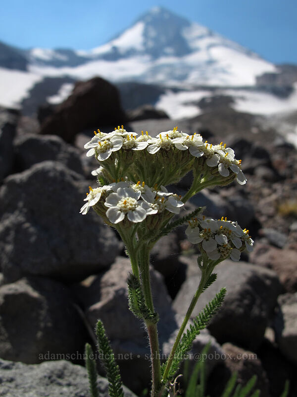 yarrow (Achillea millefolium) [Eliot Glacier, Mt. Hood Wilderness, Hood River County, Oregon]