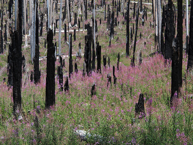 fireweed in the Gnarl Ridge Fire burn area (Chamerion angustifolium (Chamaenerion angustifolium) (Epilobium angustifolium)) [Cloud Cap Road, Mt. Hood Wilderness, Hood River County, Oregon]