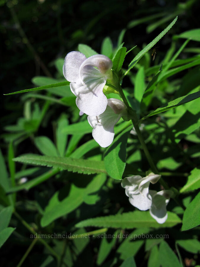 sickletop lousewort (Pedicularis racemosa) [Goat Ridge Trail, Goat Rocks Wilderness, Lewis County, Washington]