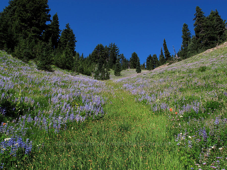 lupines and other wildflowers (Lupinus latifolius) [Goat Ridge Trail, Goat Rocks Wilderness, Lewis County, Washington]