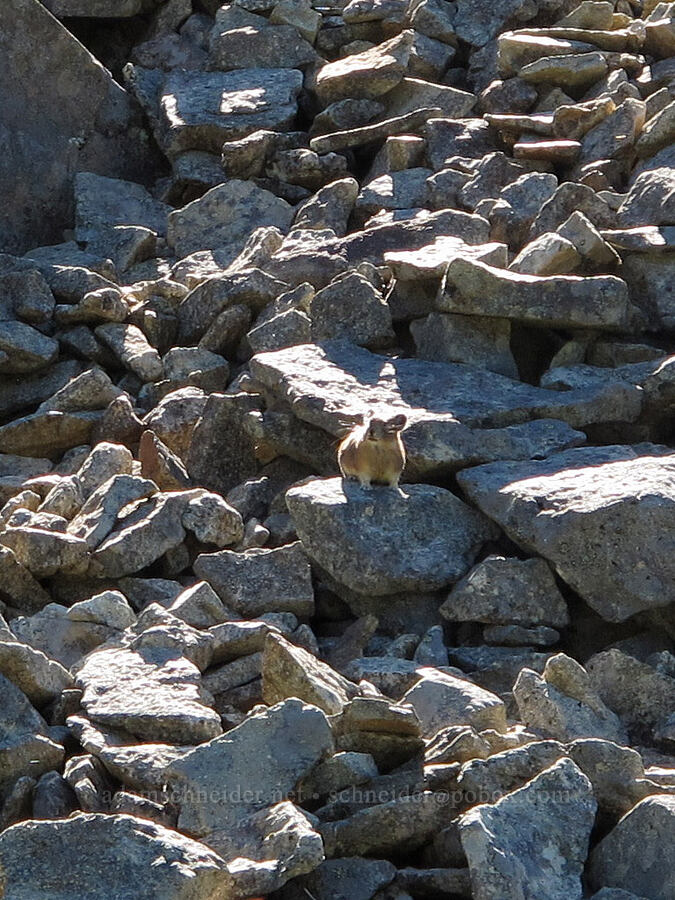 pika in a rockpile (Ochotona princeps) [Goat Ridge Trail, Goat Rocks Wilderness, Lewis County, Washington]