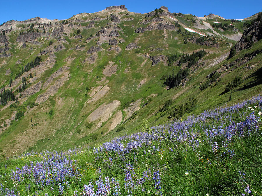 wildflowers & Jordan Basin [Goat Ridge Trail, Goat Rocks Wilderness, Lewis County, Washington]