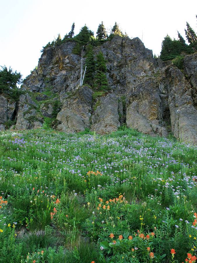 asters & paintbrush (Eucephalus ledophyllus (Aster ledophyllus), Castilleja sp.) [Goat Ridge Trail, Goat Rocks Wilderness, Lewis County, Washington]