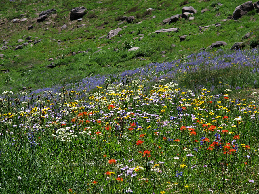 wildflowers (Castilleja suksdorfii, Erigeron glacialis var. glacialis, Lupinus latifolius, Arnica sp.) [Lily Basin Trail, Goat Rocks Wilderness, Lewis County, Washington]