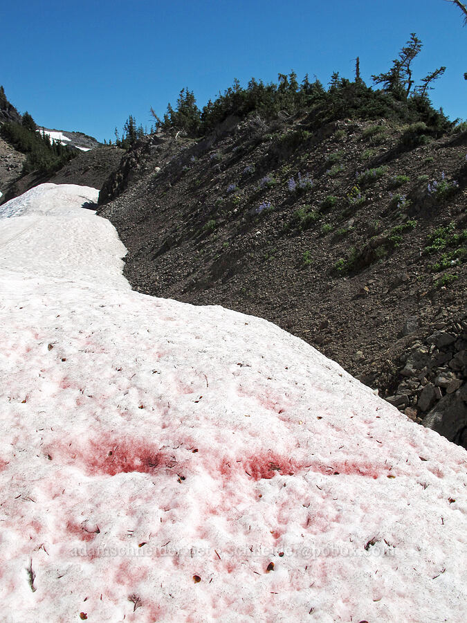 watermelon snow (Chlamydomonas nivalis) [Goat Ridge saddle, Goat Rocks Wilderness, Lewis County, Washington]