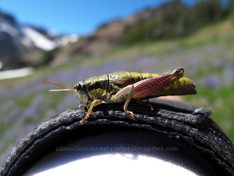 Cascade timberline grasshopper on my wrist (Prumnacris rainierensis) [Goat Ridge, Goat Rocks Wilderness, Lewis County, Washington]