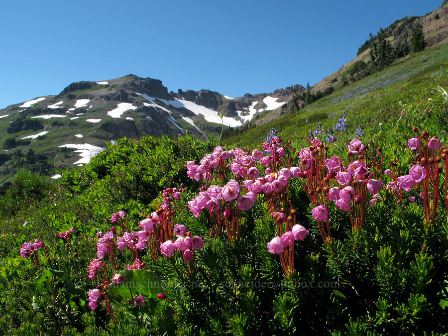 pink mountain heather (Phyllodoce empetriformis) [Goat Ridge, Goat Rocks Wilderness, Lewis County, Washington]