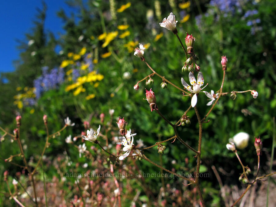 rusty saxifrage (Micranthes ferruginea (Saxifraga ferruginea)) [Lily Basin Trail, Goat Rocks Wilderness, Lewis County, Washington]