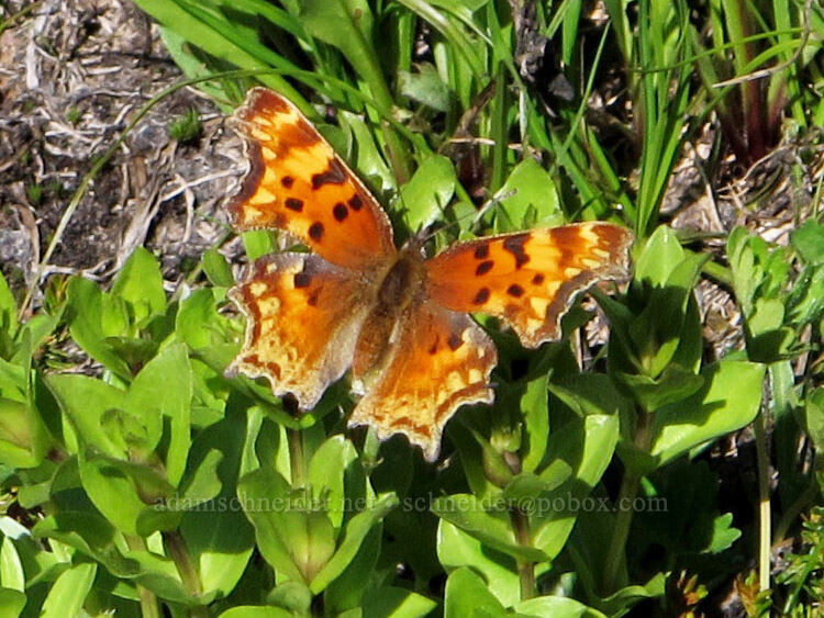 zephyr anglewing (hoary comma) butterfly (Polygonia gracilis zephyrus) [Lily Basin Trail, Goat Rocks Wilderness, Lewis County, Washington]
