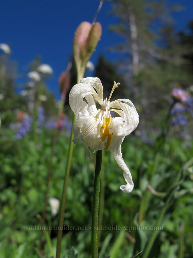 avalanche lily, fading (Erythronium montanum) [Lily Basin Trail, Goat Rocks Wilderness, Lewis County, Washington]