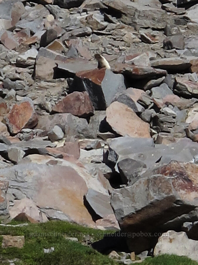 marmot, whistling (Marmota caligata) [Lily Basin Trail, Goat Rocks Wilderness, Lewis County, Washington]