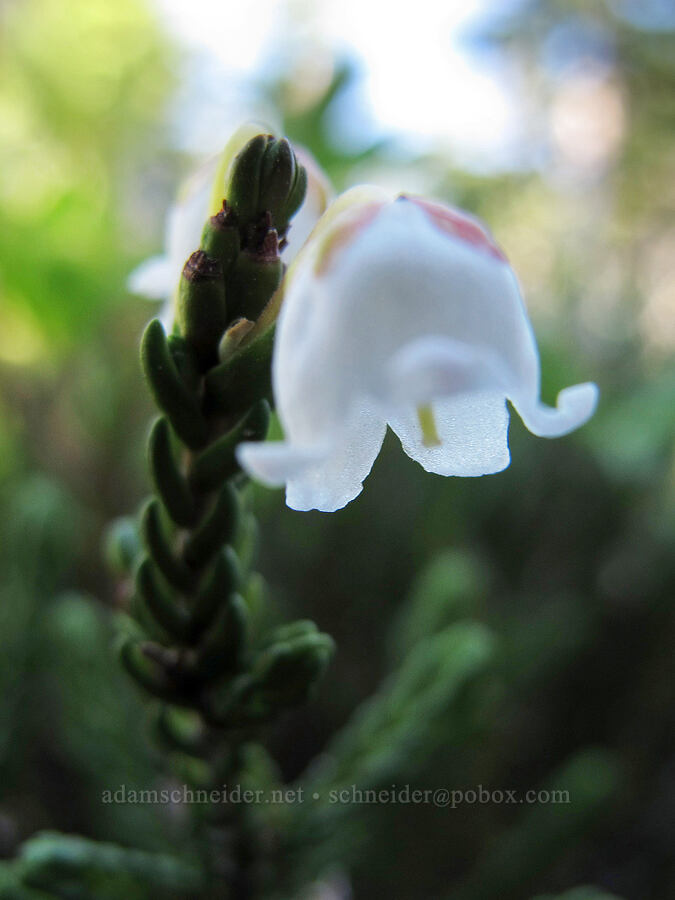 white mountain heather (Cassiope mertensiana) [Lily Basin Trail, Goat Rocks Wilderness, Lewis County, Washington]
