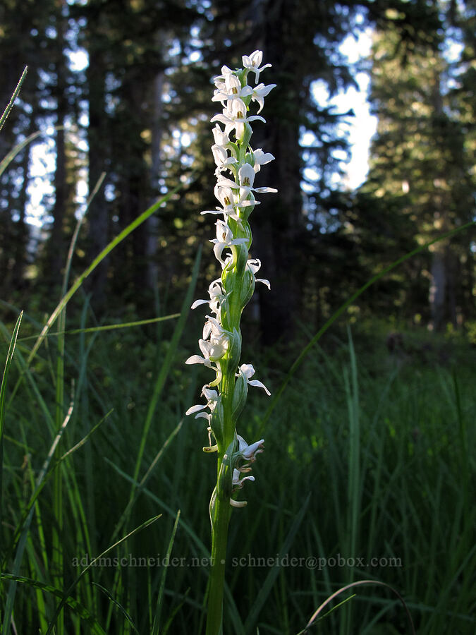 white bog orchid (Platanthera dilatata var. dilatata (Habenaria dilatata)) [Snowgrass Trail, Goat Rocks Wilderness, Lewis County, Washington]