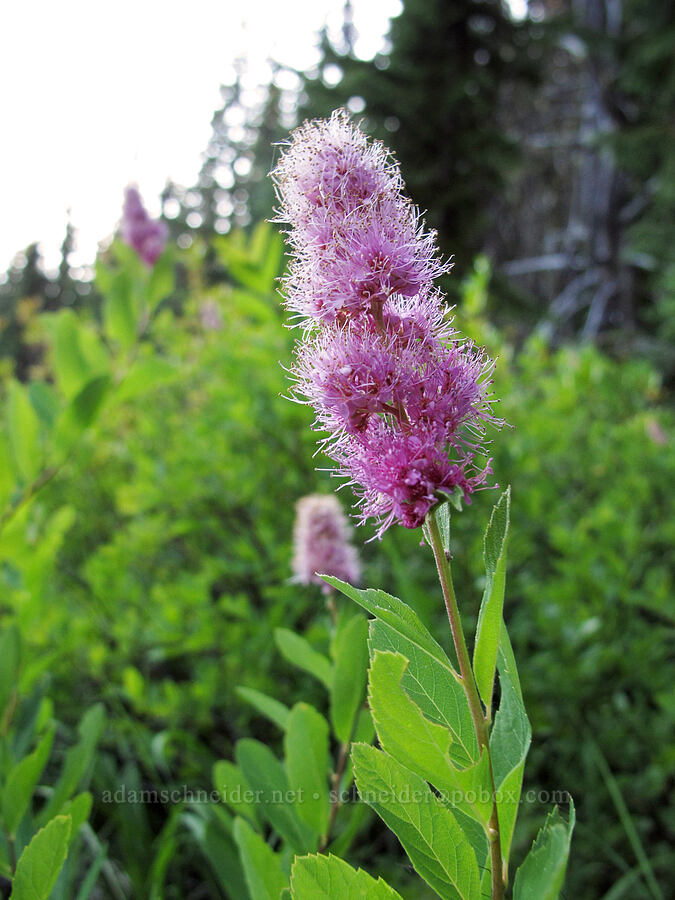 Douglas' spiraea (hardhack) (Spiraea douglasii) [Snowgrass Trail, Goat Rocks Wilderness, Lewis County, Washington]