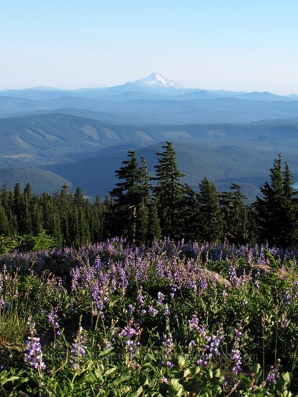 lupines & Mt. Jefferson (Lupinus latifolius) [Timberline Trail/PCT, Mt. Hood National Forest, Clackamas County, Oregon]