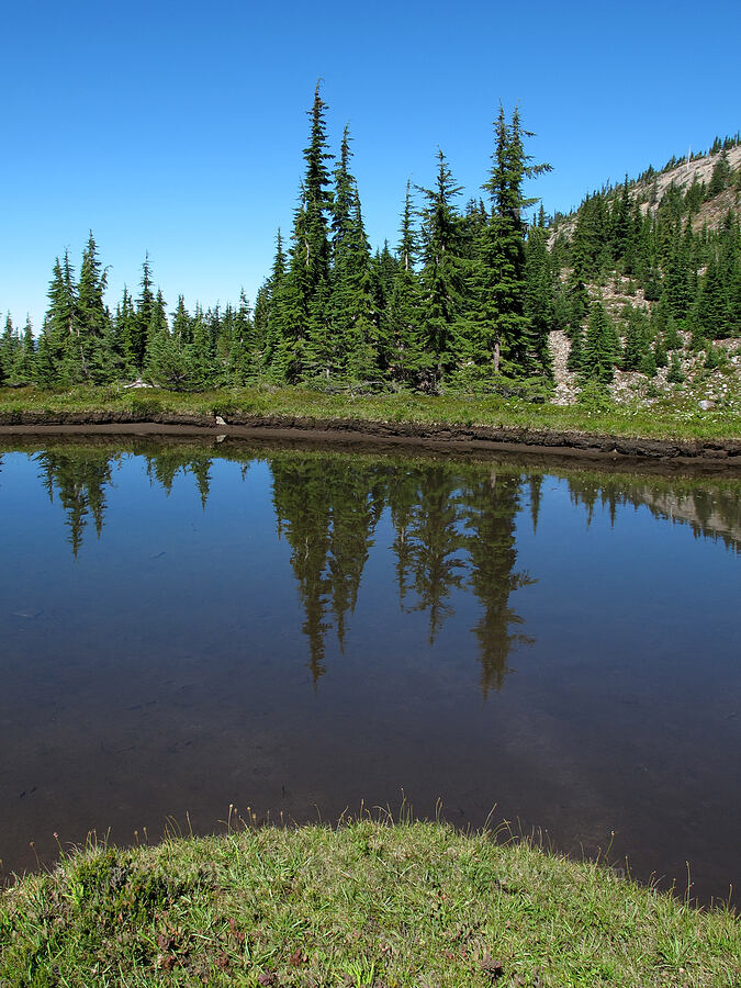 pond [South Breitenbush Trail, Mt. Jefferson Wilderness, Marion County, Oregon]