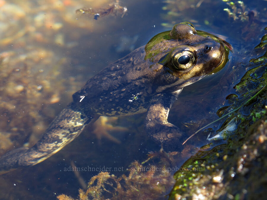 Cascades frog (Rana cascadae) [South Breitenbush Trail, Mt. Jefferson Wilderness, Marion County, Oregon]