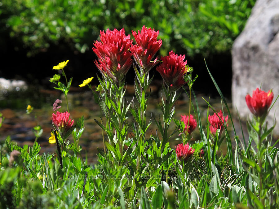 magenta paintbrush (Castilleja parviflora var. oreopola) [South Breitenbush Trail, Mt. Jefferson Wilderness, Marion County, Oregon]