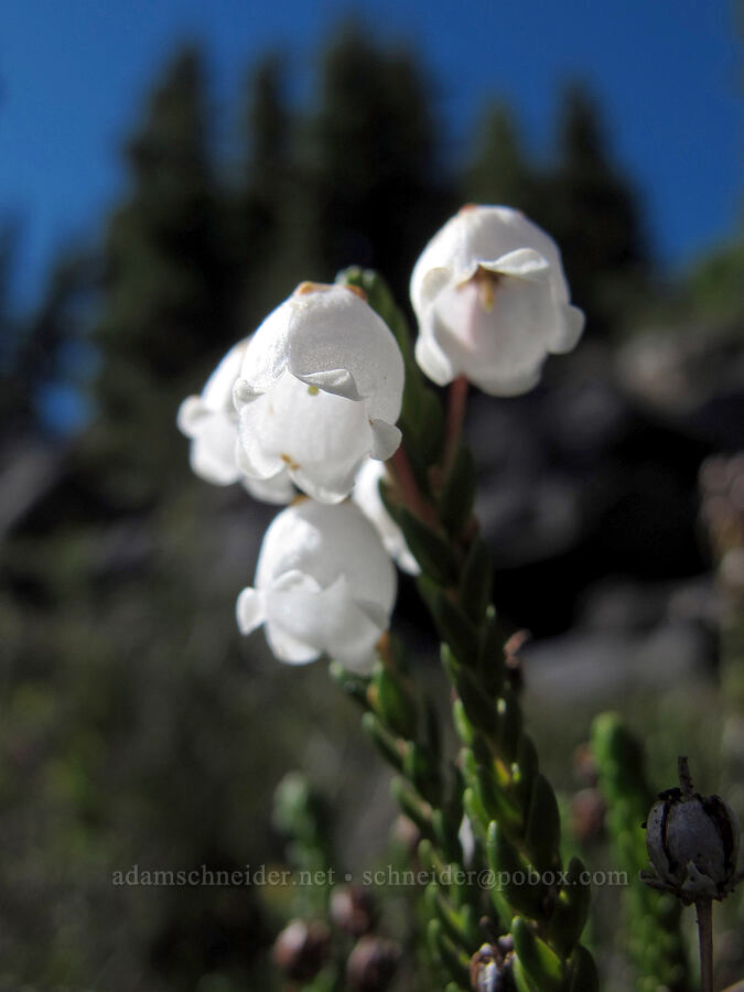 white mountain heather (Cassiope mertensiana) [Rock Lake, Mt. Jefferson Wilderness, Marion County, Oregon]