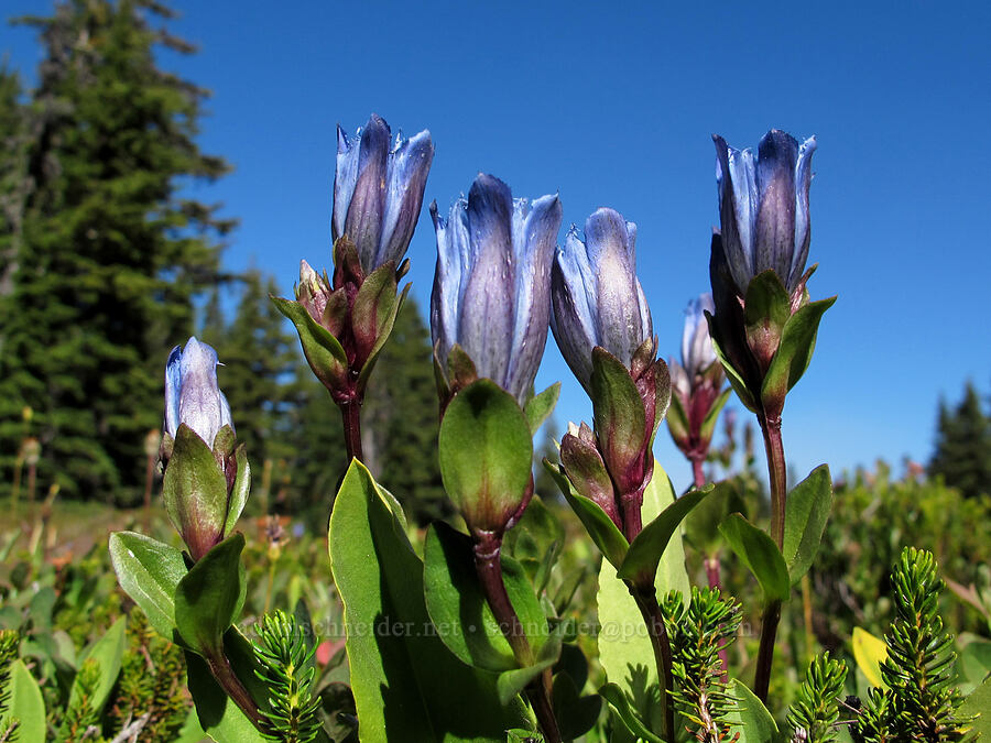 explorer's gentian (Gentiana calycosa) [Jefferson Park, Mt. Jefferson Wilderness, Marion County, Oregon]
