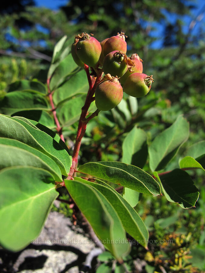Sitka mountain-ash berries (Sorbus sitchensis) [Pacific Crest Trail, Mt. Jefferson Wilderness, Marion County, Oregon]