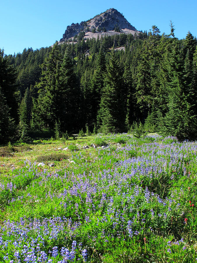 Park Butte & lupines (Lupinus latifolius) [Jefferson Park, Mt. Jefferson Wilderness, Marion County, Oregon]