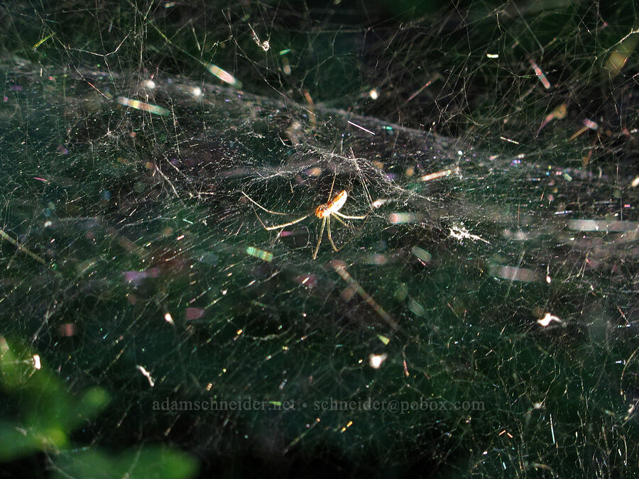 spider in a three-dimensional web [South Breitenbush Trail, Mt. Jefferson Wilderness, Marion County, Oregon]