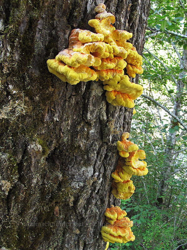 brightly colored shelf fungus (Laetiporus gilbertsonii) [Lava Canyon Trail, Mt. St. Helens National Volcanic Monument, Skamania County, Washington]