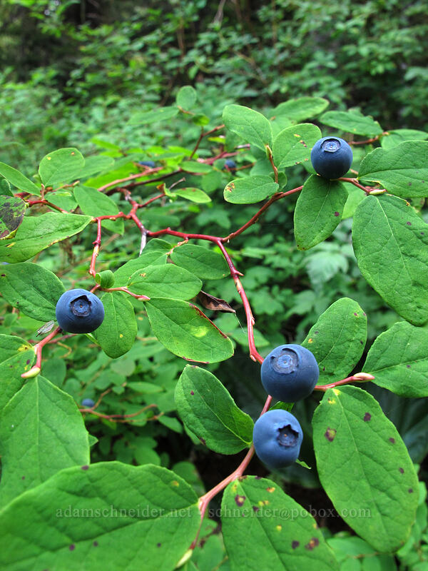 blueberries (Vaccinium ovalifolium) [Memaloose Lake Trail, Clackamas Wilderness, Clackamas County, Oregon]
