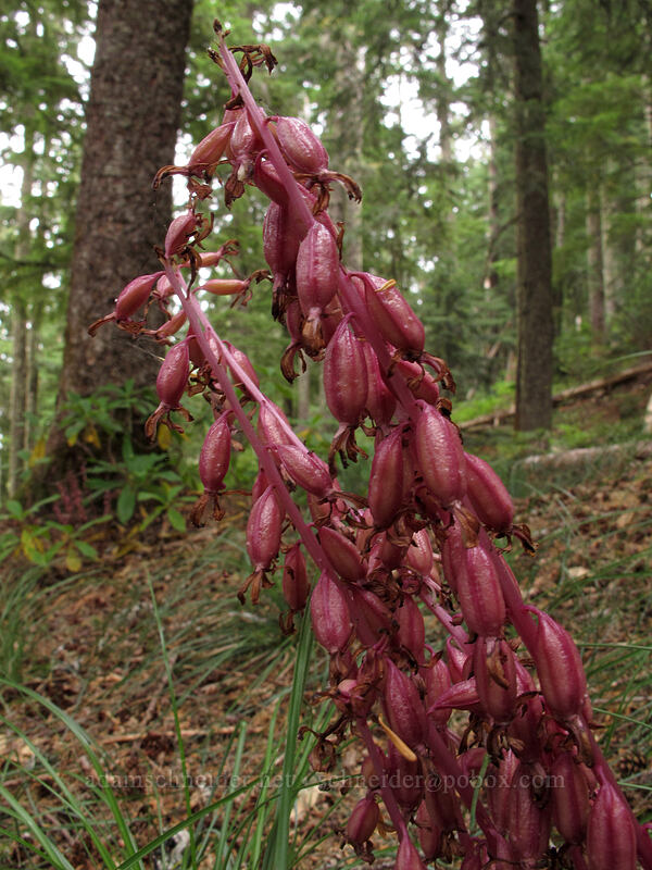 coral-root orchid seeds (Corallorhiza sp.) [South Fork Mountain, Clackamas Wilderness, Clackamas County, Oregon]
