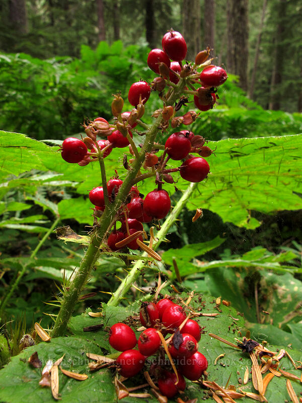 devil's club berries (Oplopanax horridus) [Memaloose Lake Trail, Clackamas Wilderness, Clackamas County, Oregon]