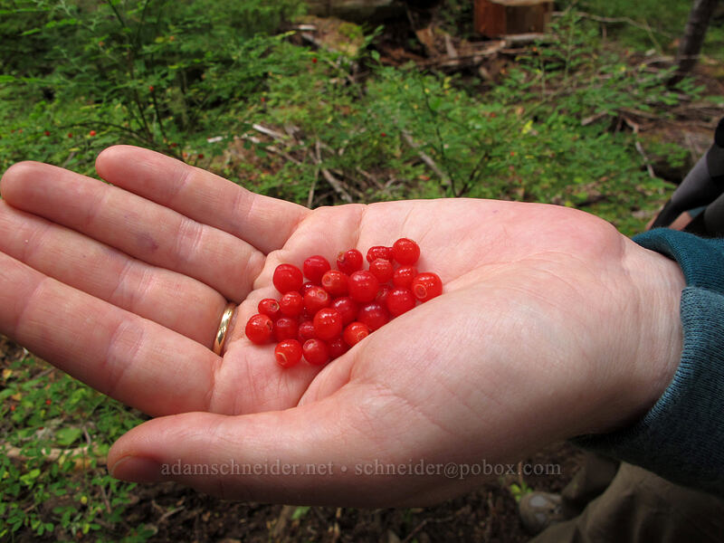 handful of red huckleberries (Vaccinium parvifolium) [Memaloose Lake Trail, Clackamas Wilderness, Clackamas County, Oregon]