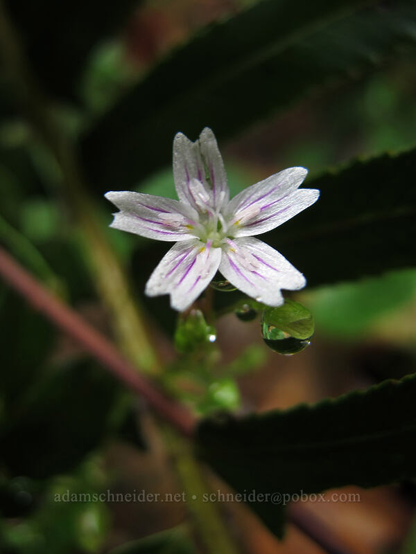 candy flower (Claytonia sibirica (Montia sibirica)) [Canyon Trail, Silver Falls State Park, Marion County, Oregon]