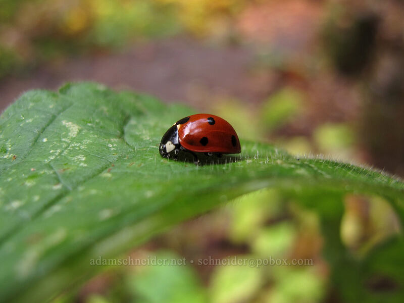 ladybug [Canyon Trail, Silver Falls State Park, Marion County, Oregon]