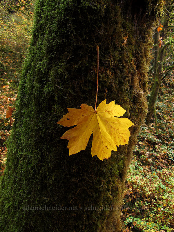 bigleaf maple leaf caught in moss (Acer macrophyllum) [Canyon Trail, Silver Falls State Park, Marion County, Oregon]