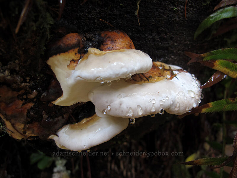 fungus [Canyon Trail, Silver Falls State Park, Marion County, Oregon]