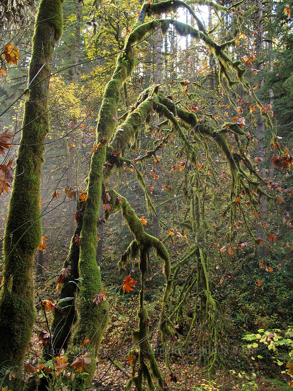 moss-covered maples (Acer macrophyllum) [Canyon Trail, Silver Falls State Park, Marion County, Oregon]