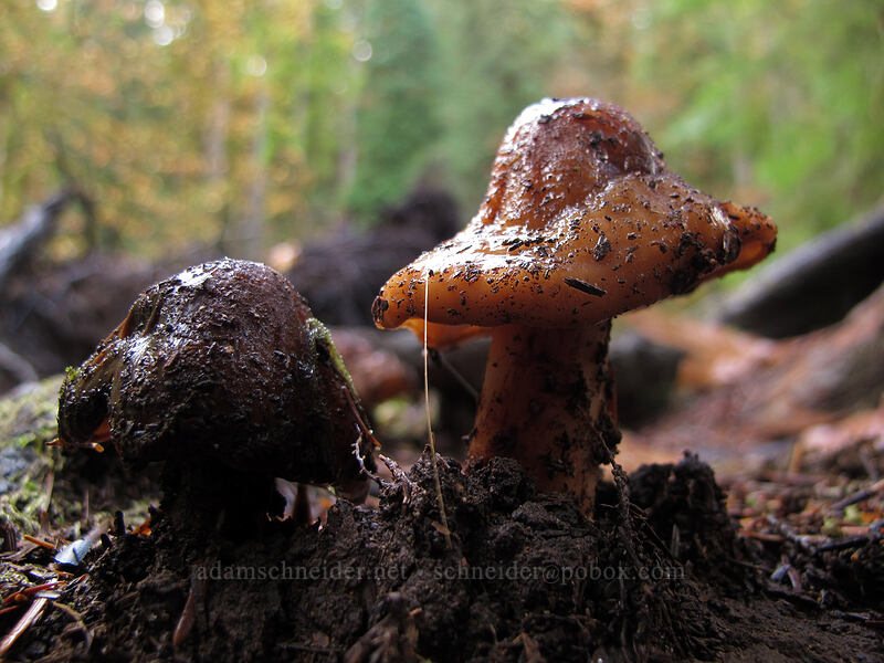 slimy mushrooms [Canyon Trail, Silver Falls State Park, Marion County, Oregon]