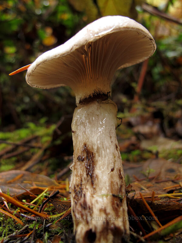 mushroom [Rim Trail, Silver Falls State Park, Marion County, Oregon]
