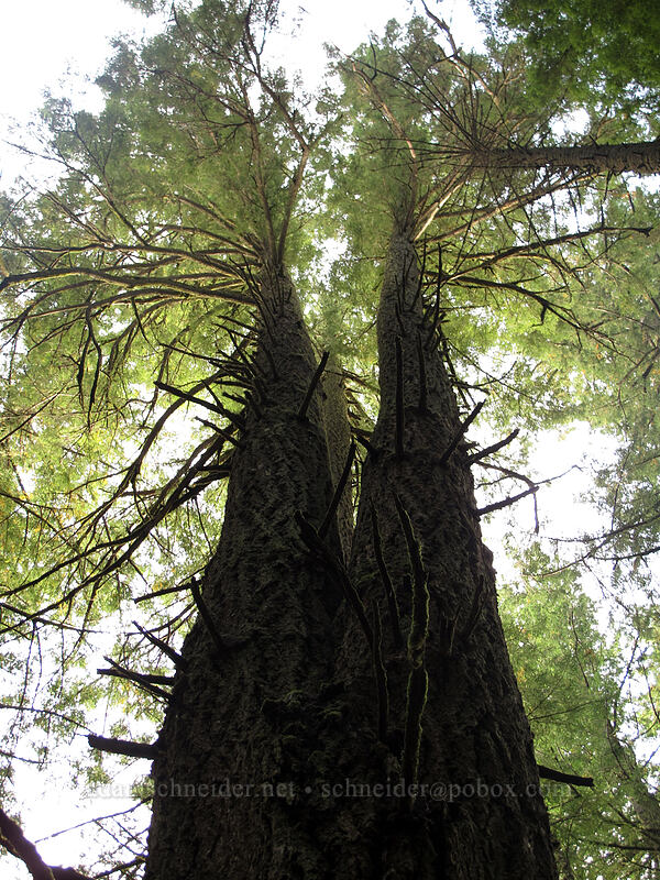 triplet trees [Rim Trail, Silver Falls State Park, Marion County, Oregon]
